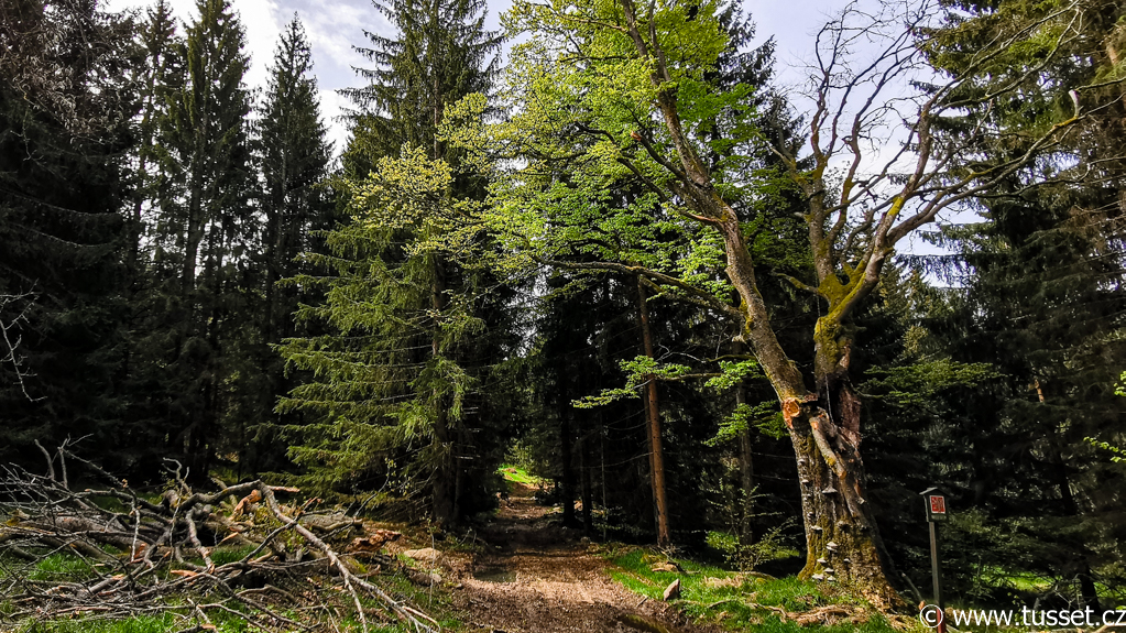 ... díky své výjimečnosti patří tento strom mezi chráněné památné stromy ČR.